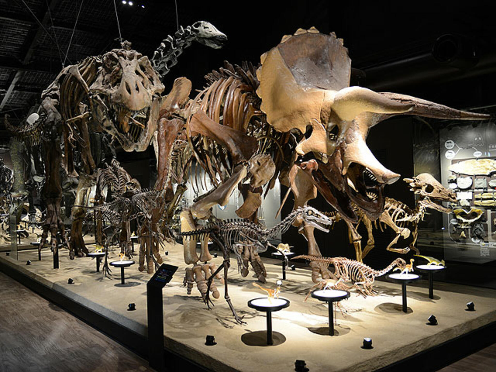 御船町恐竜博物館の代表写真2