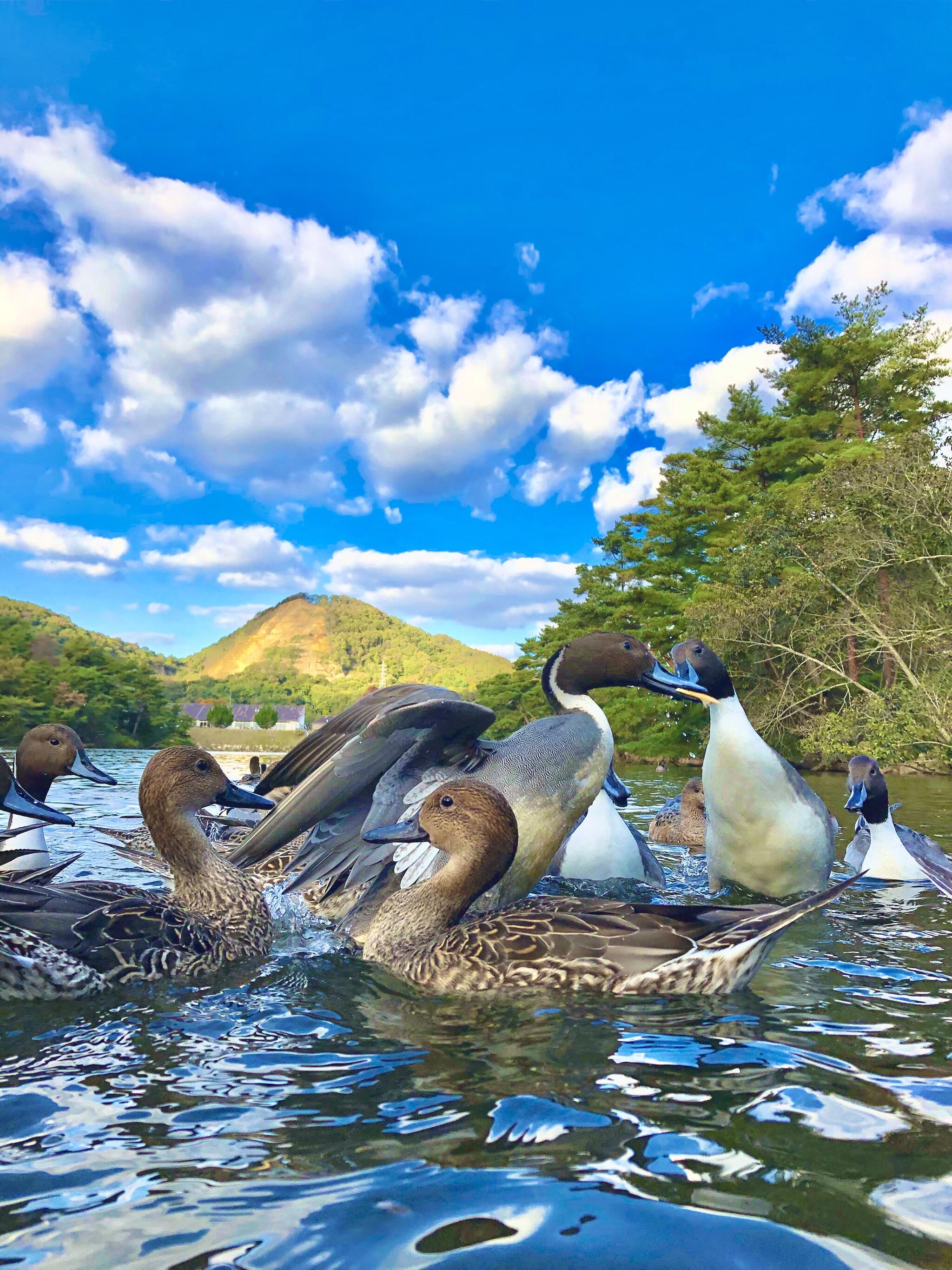 みやま公園の代表写真4