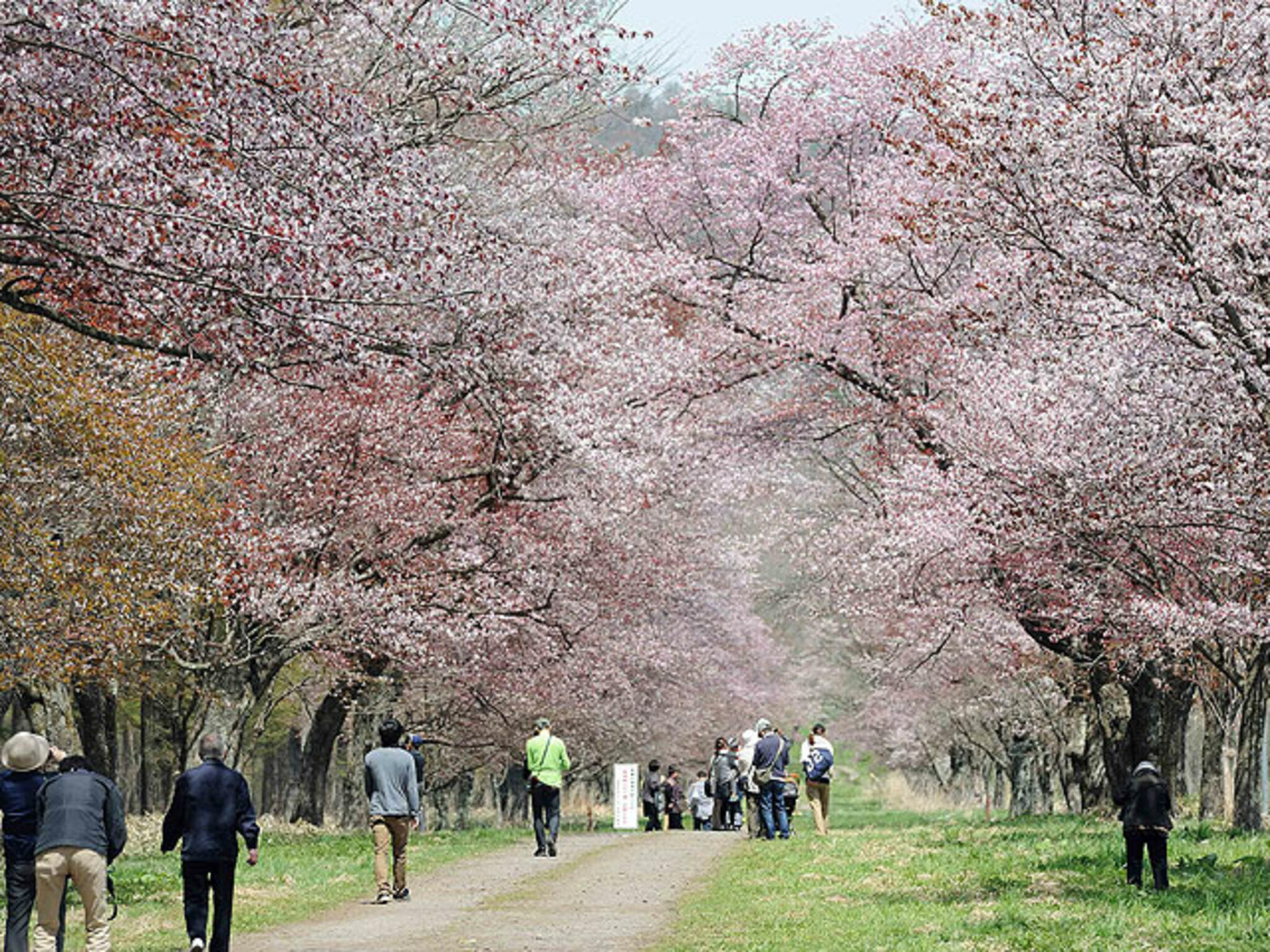 二十間道路桜並木の代表写真6