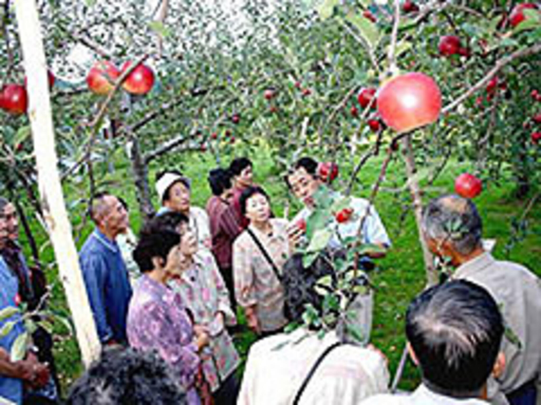 りんごの里 平塚果樹園の代表写真1