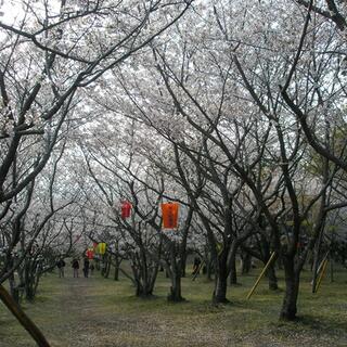 橘神社の写真3