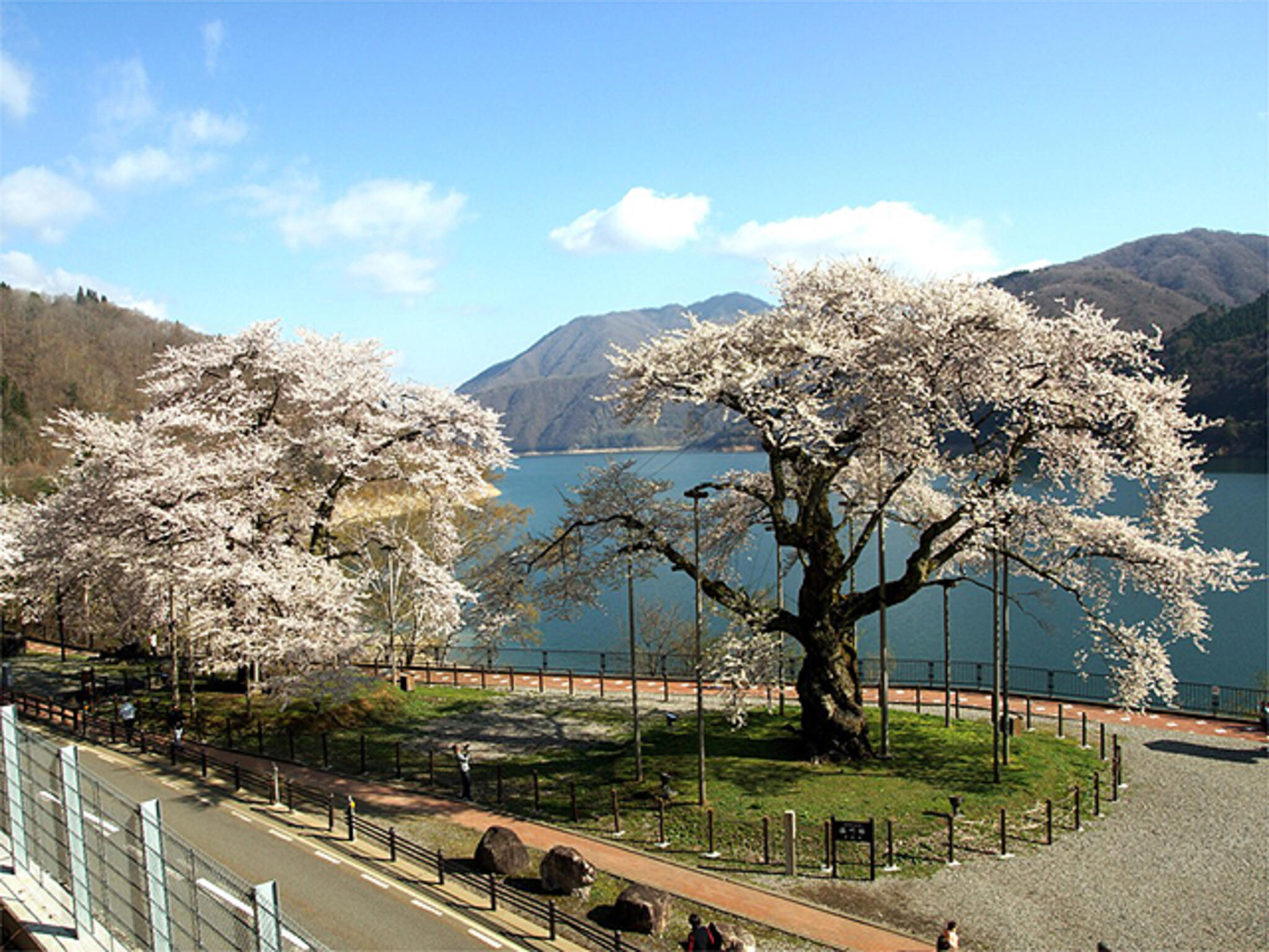 荘川桜の代表写真7