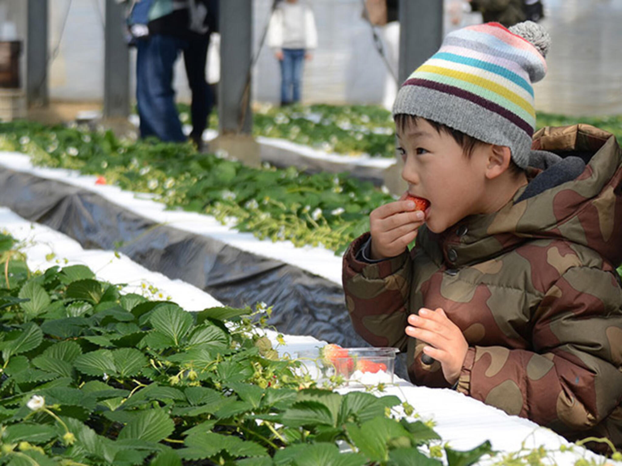 岸和田 観光 コレクション 農園 バス