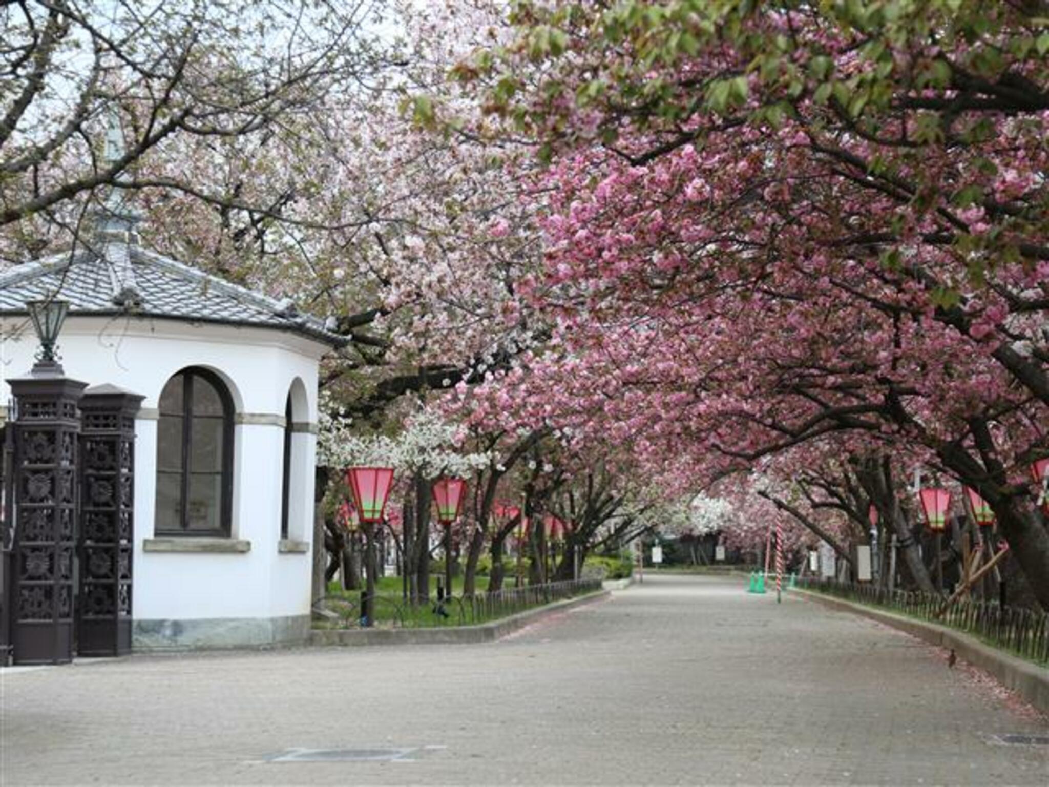 造幣局 桜の通り抜けの代表写真1