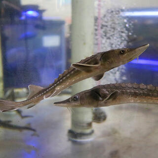 小林市出の山淡水魚水族館の写真3