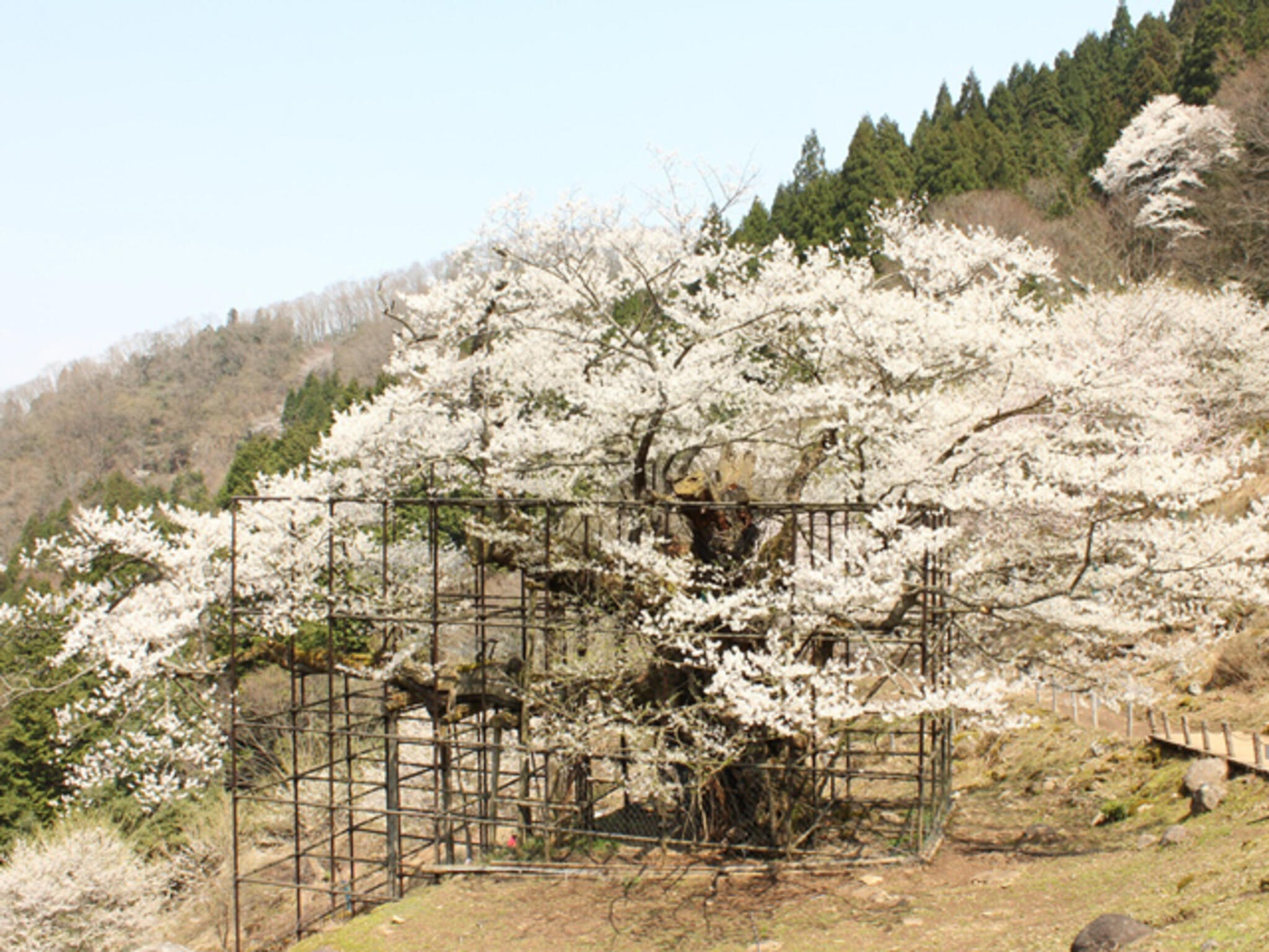 樽見の大桜の代表写真1