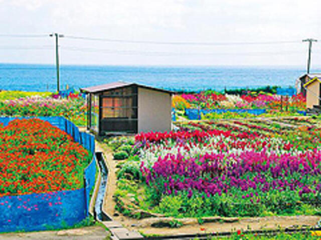 七浦のお花畑 南房総市千倉町白間津/レジャー施設 Yahoo!マップ