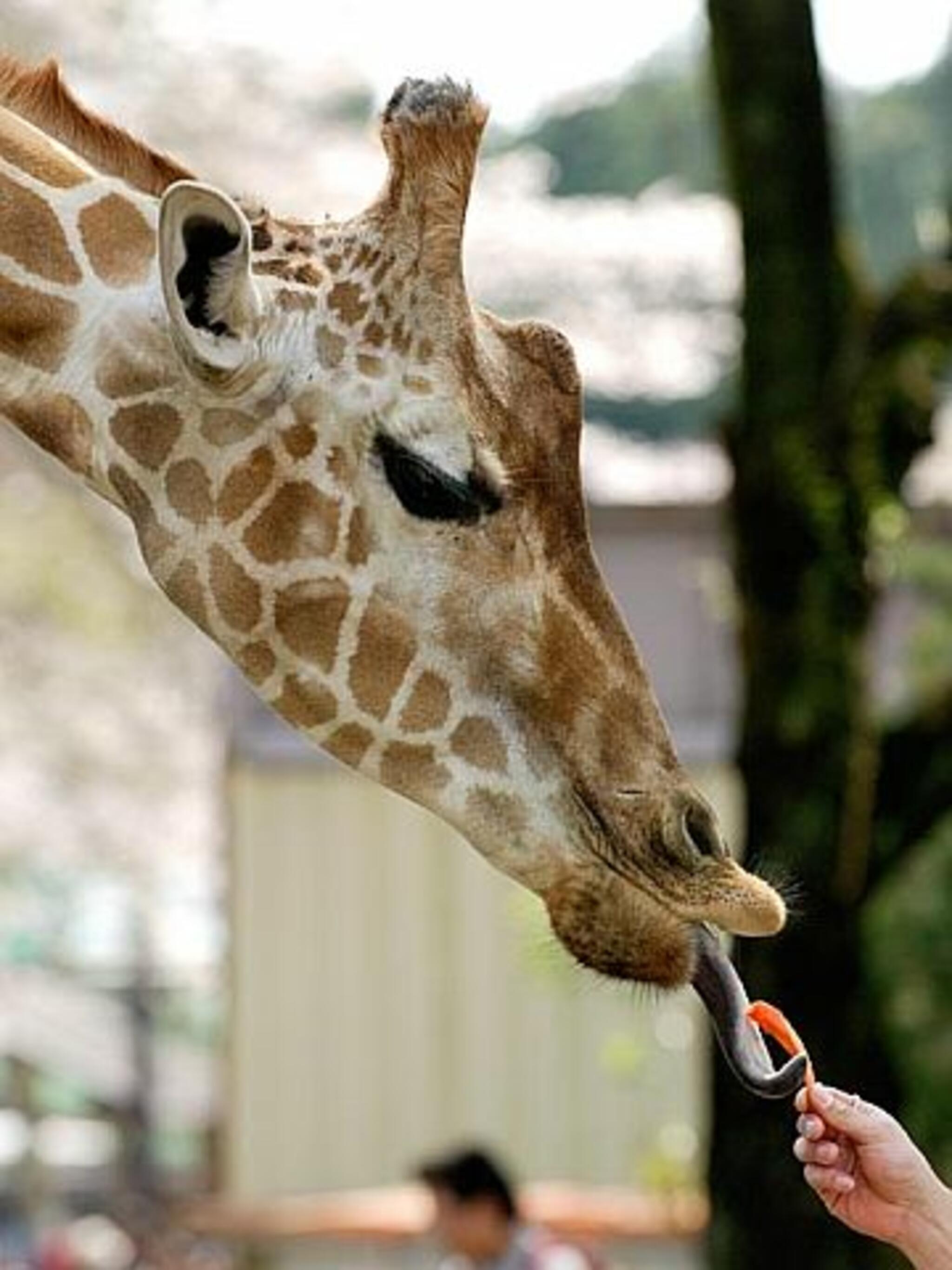 宇都宮動物園の代表写真10