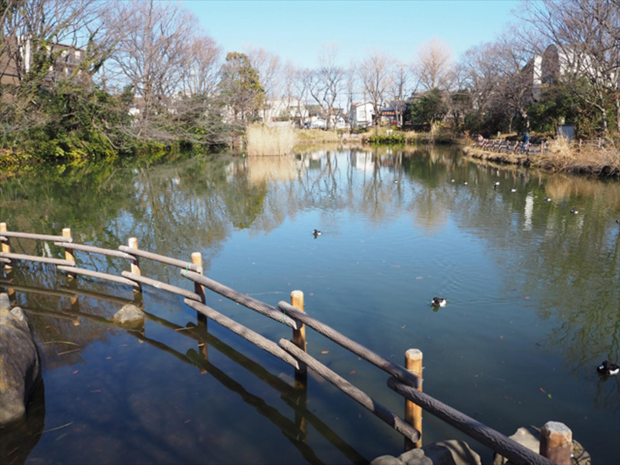 菊名池公園の代表写真3