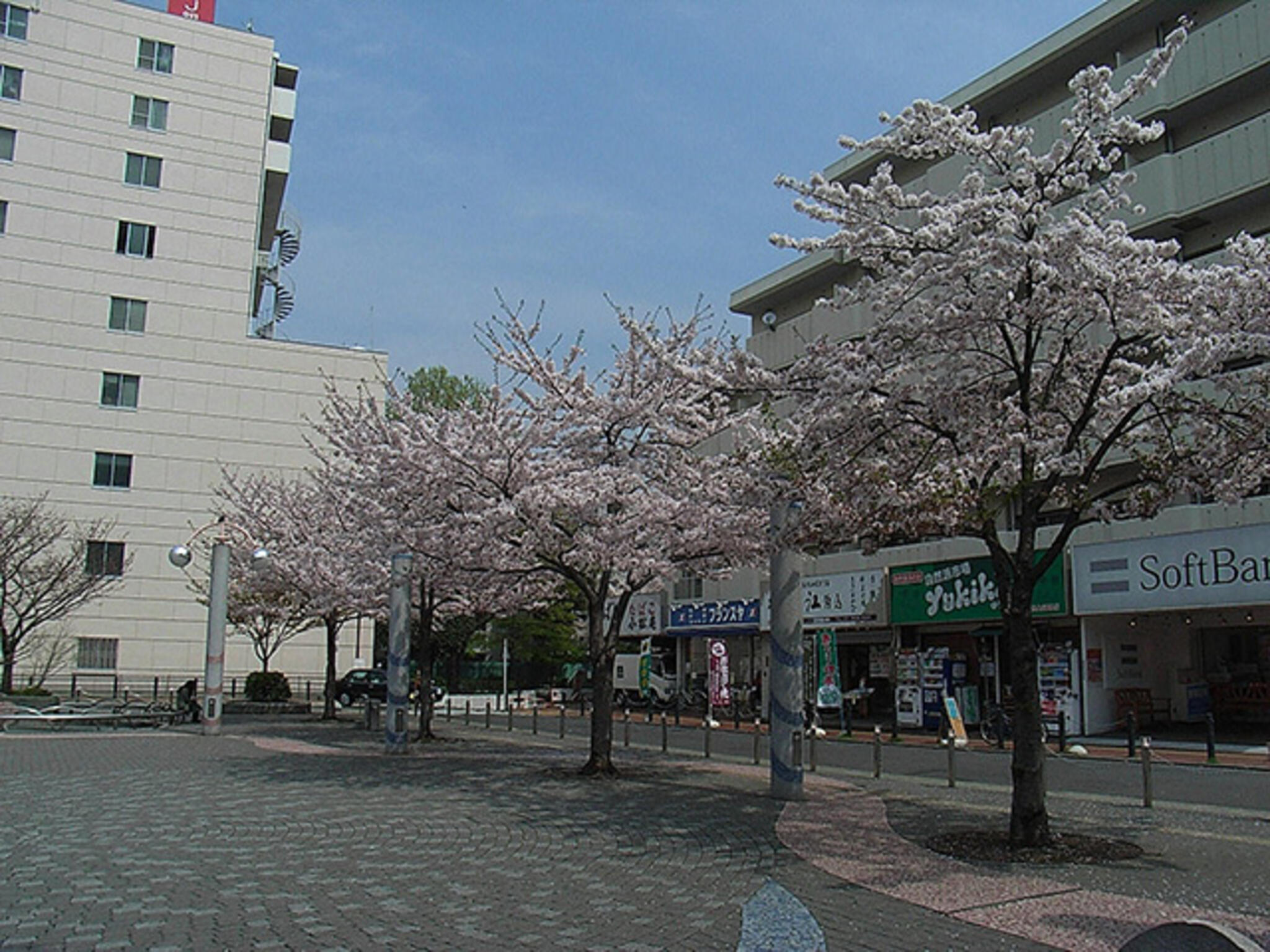 豊島区立 染井吉野桜記念公園の代表写真1