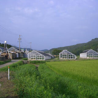 川口農園の写真2