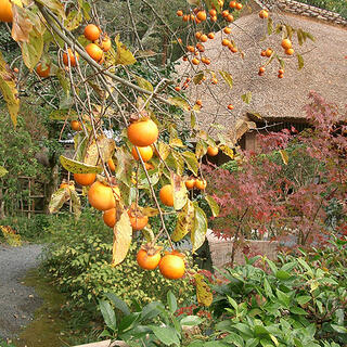 落柿舎の写真11