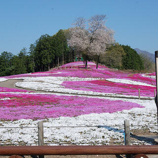 みさと芝桜公園の写真10