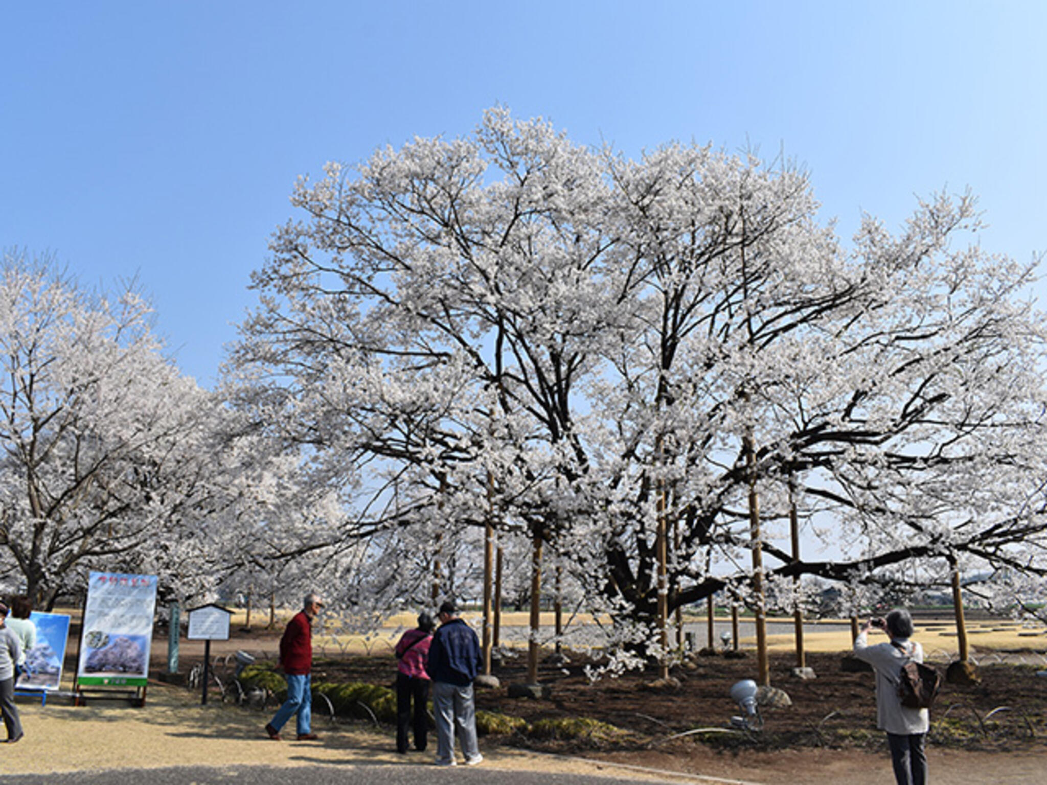 天平の丘公園(八重桜)の代表写真9