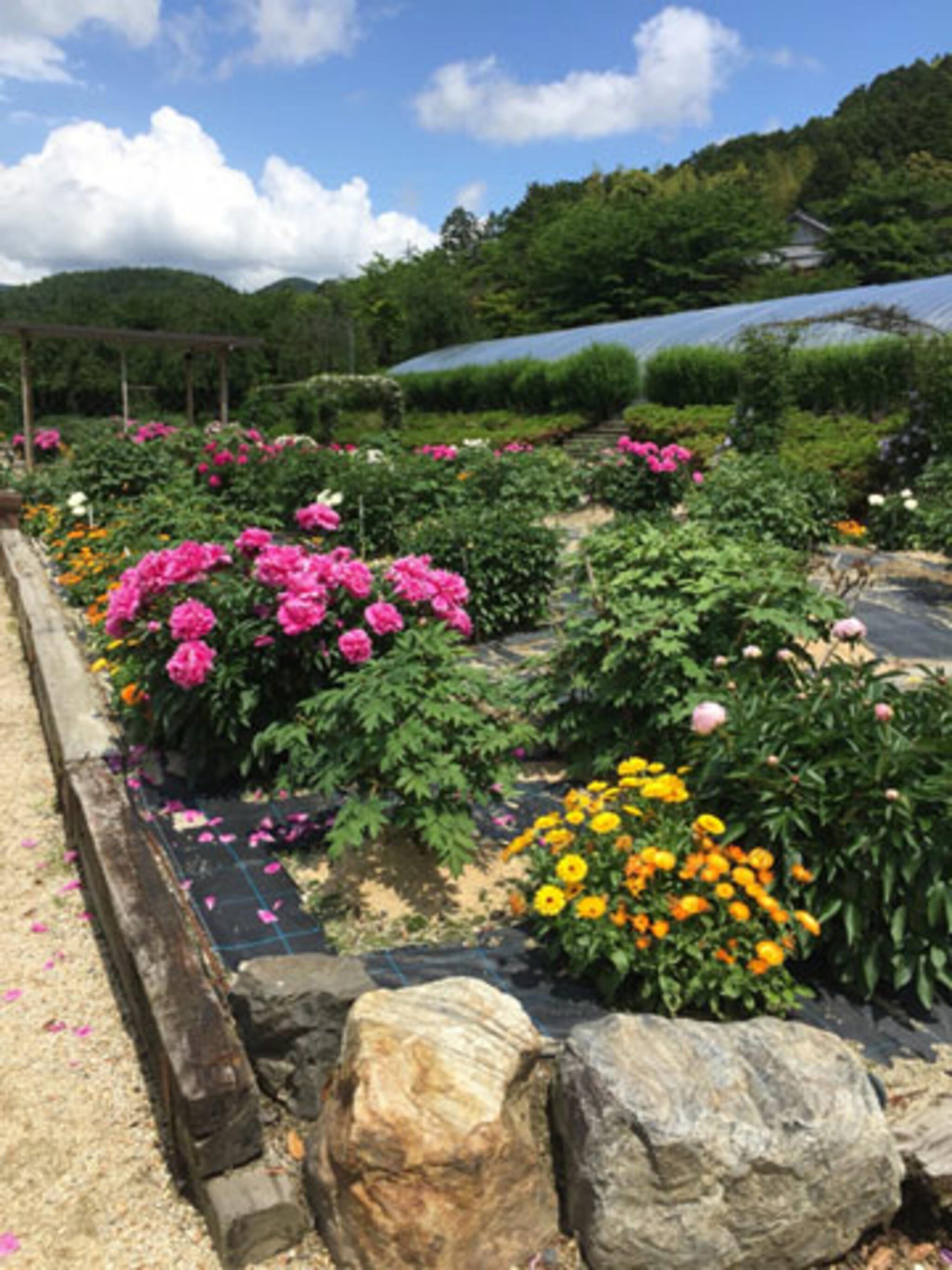 花の郷 日野ダリア園の代表写真1