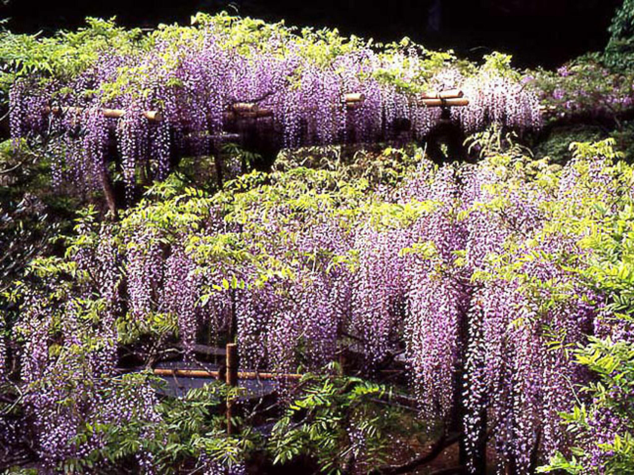 春日大社 萬葉植物園の代表写真3