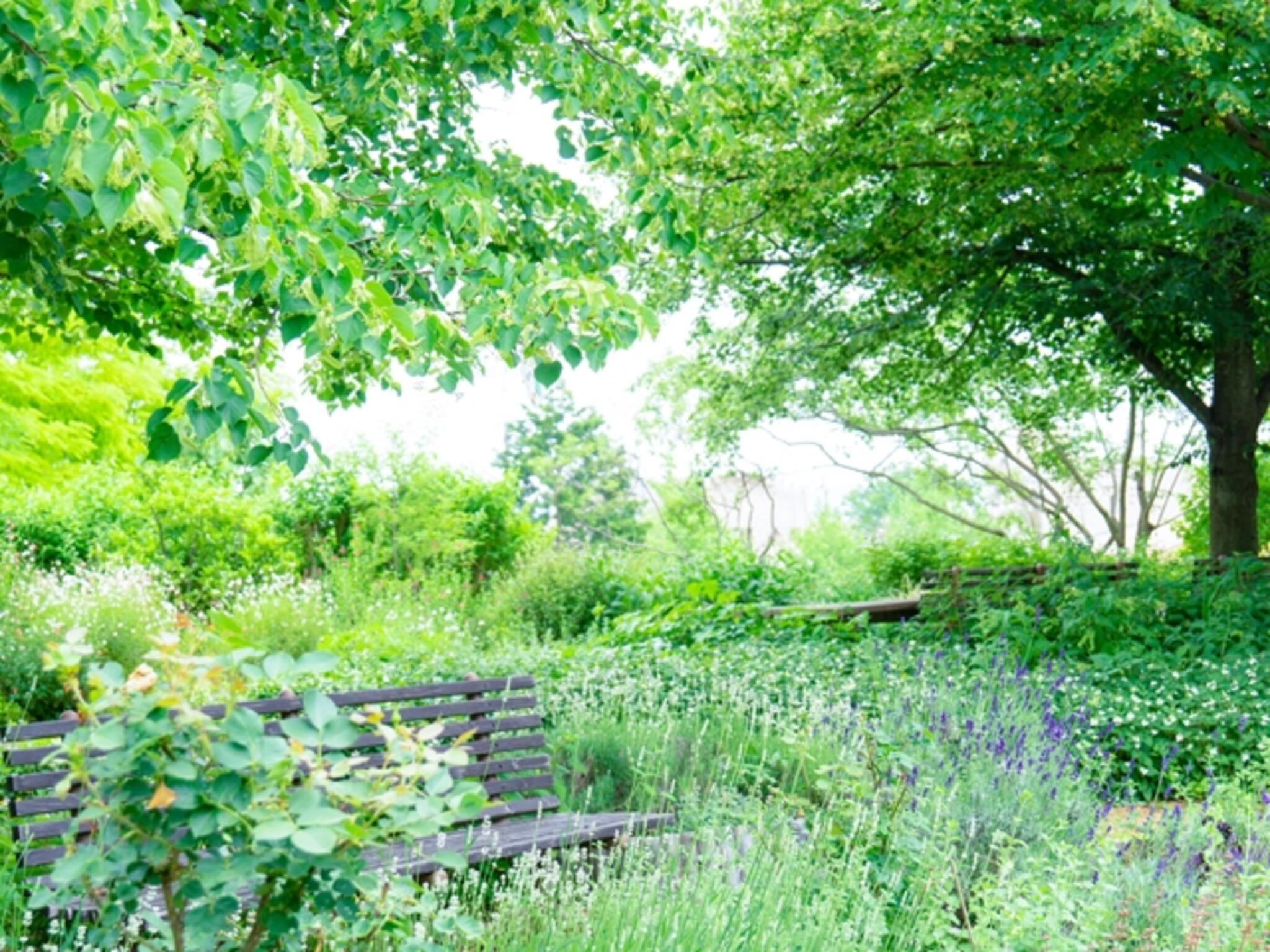 メディカルハーブガーデン生活の木薬香草園の代表写真4