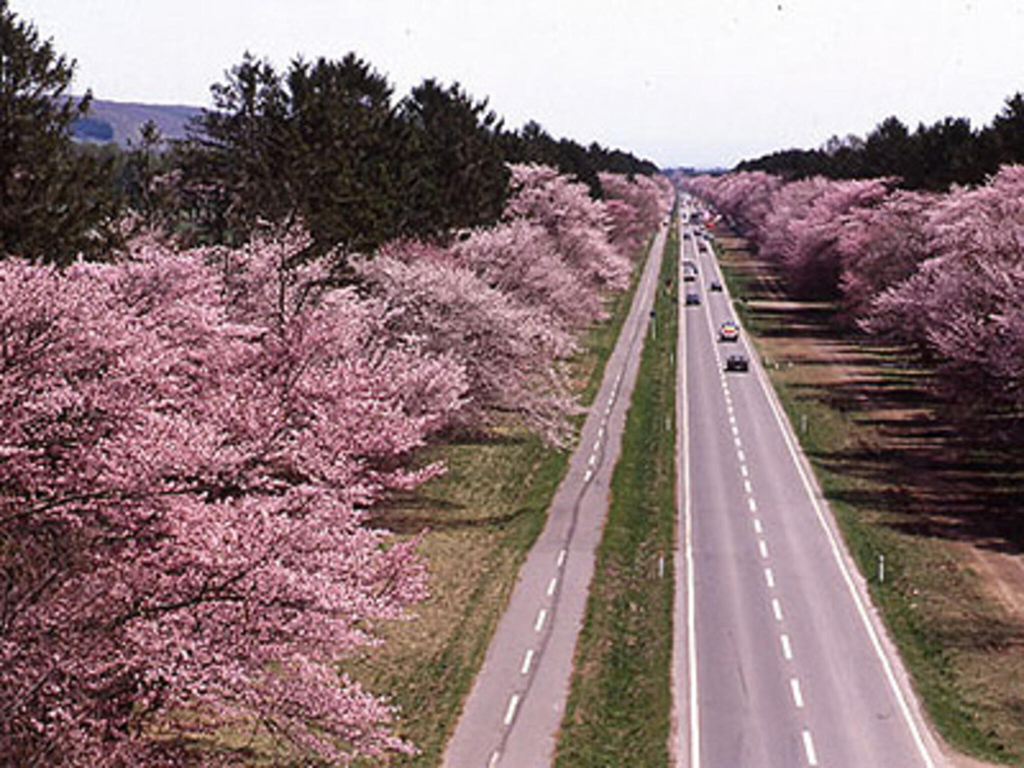 二十間道路桜並木の代表写真5