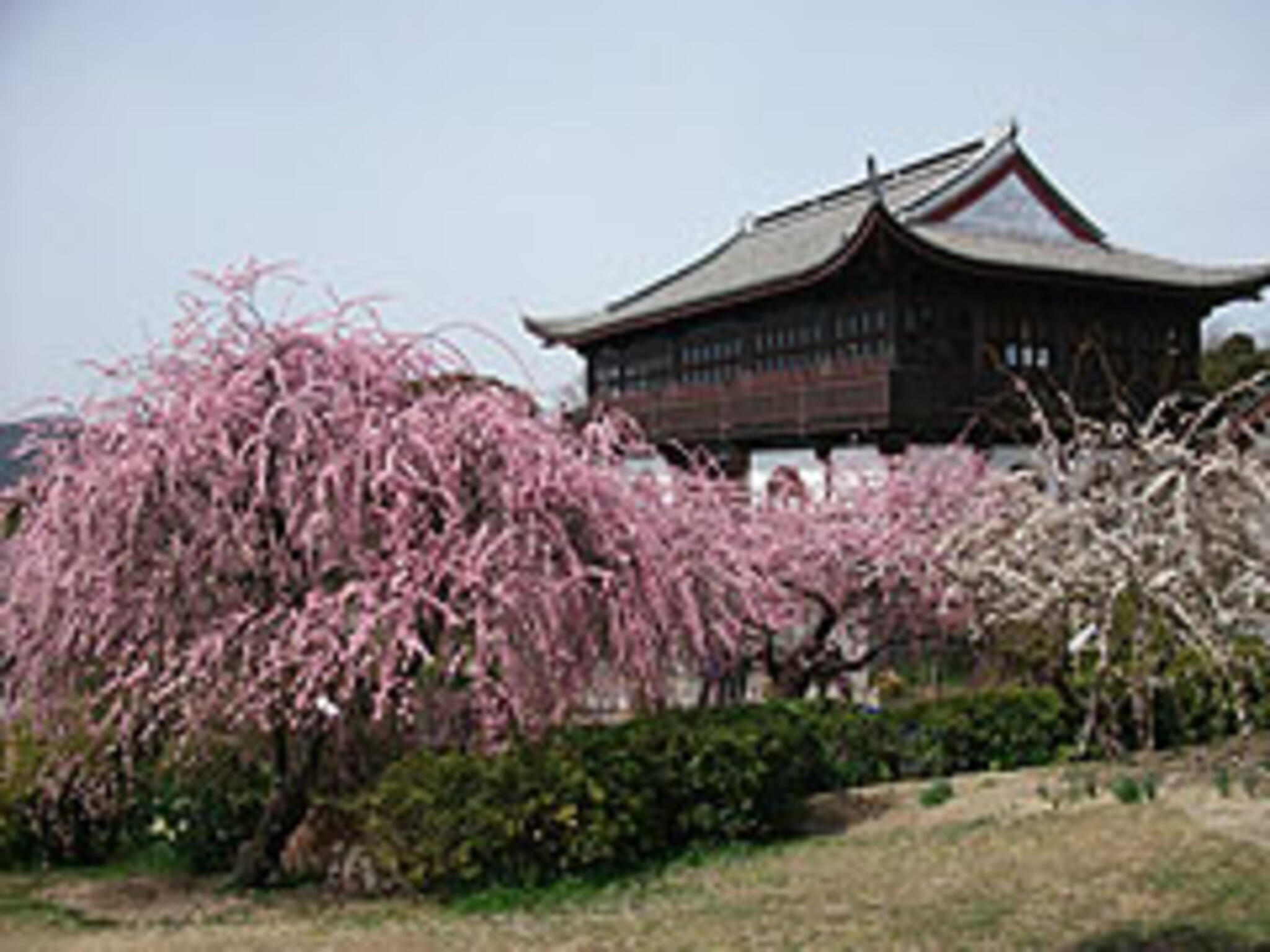 御津自然観察公園の代表写真9