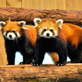 伊豆シャボテン動物公園の写真11