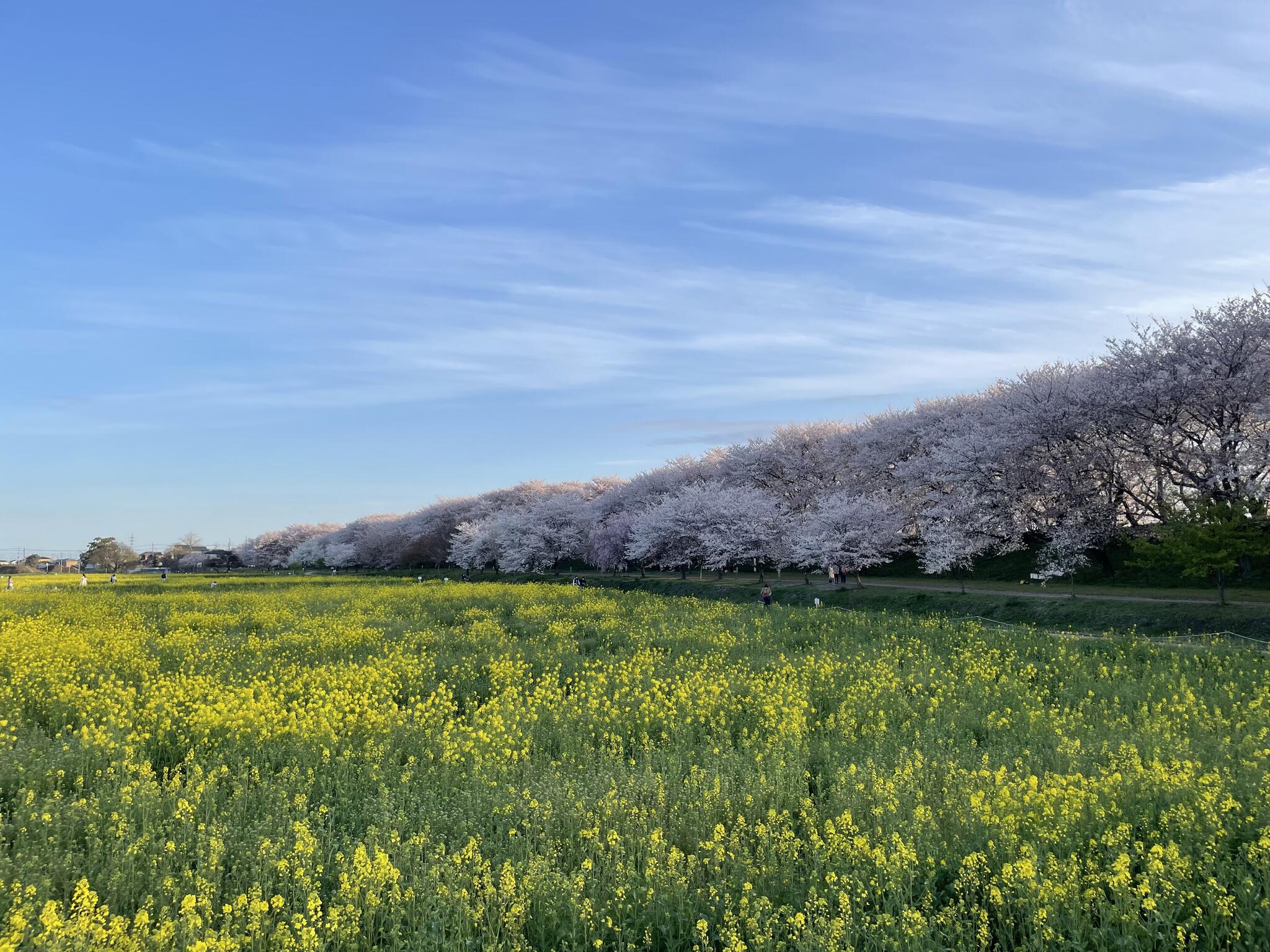 幸手権現堂桜堤の代表写真10