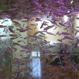 小林市出の山淡水魚水族館の写真26