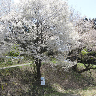 山桜の写真1