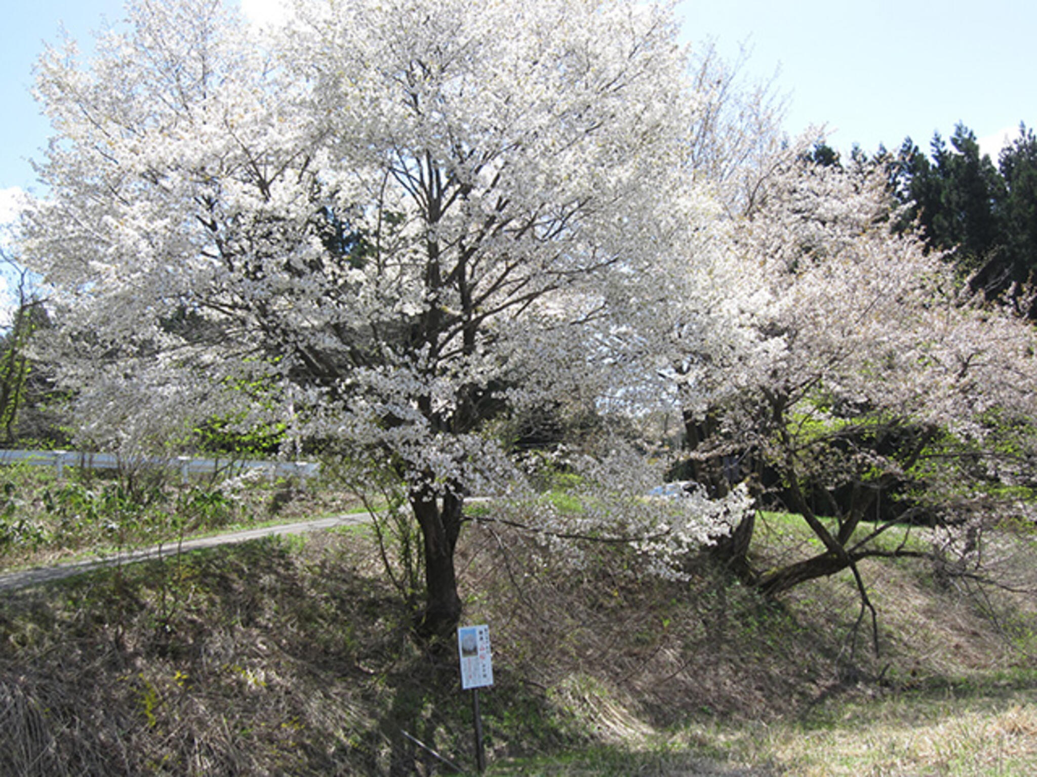 山桜の代表写真1
