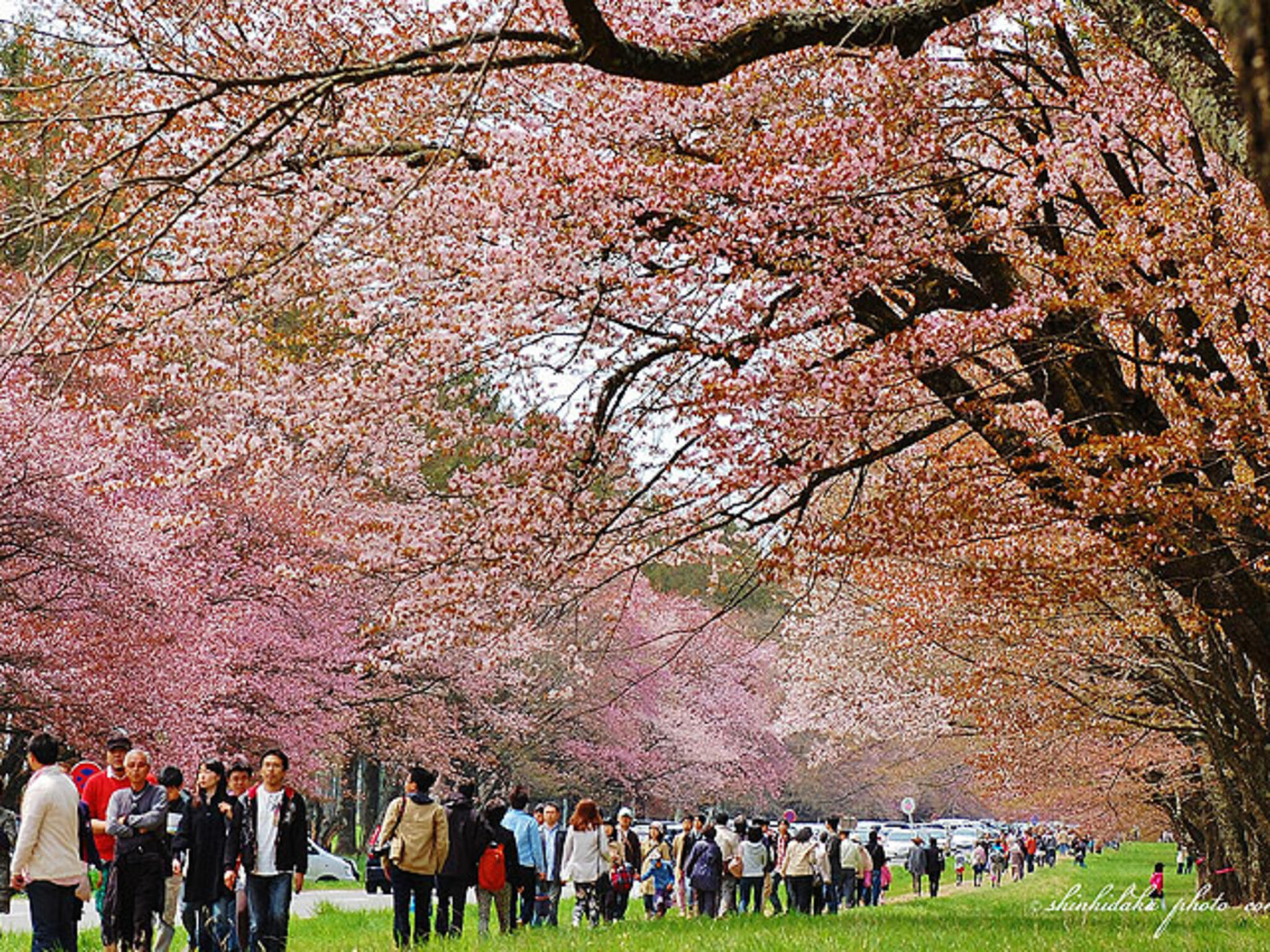 二十間道路桜並木の代表写真7