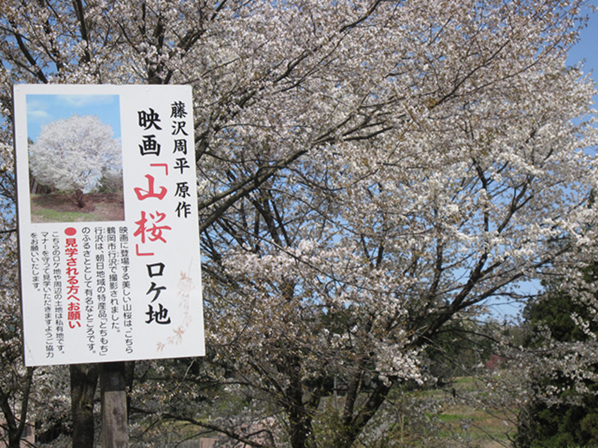 山桜の代表写真2