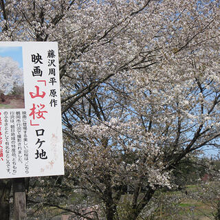 山桜の写真2