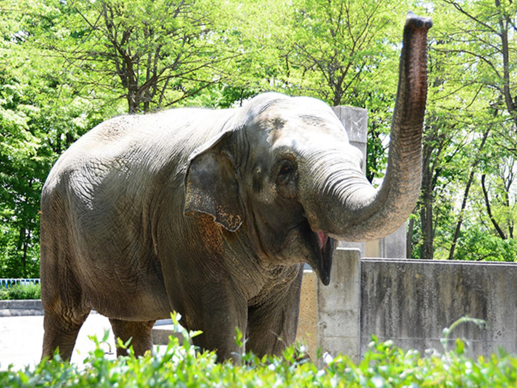 長野市 茶臼山動物園の代表写真9