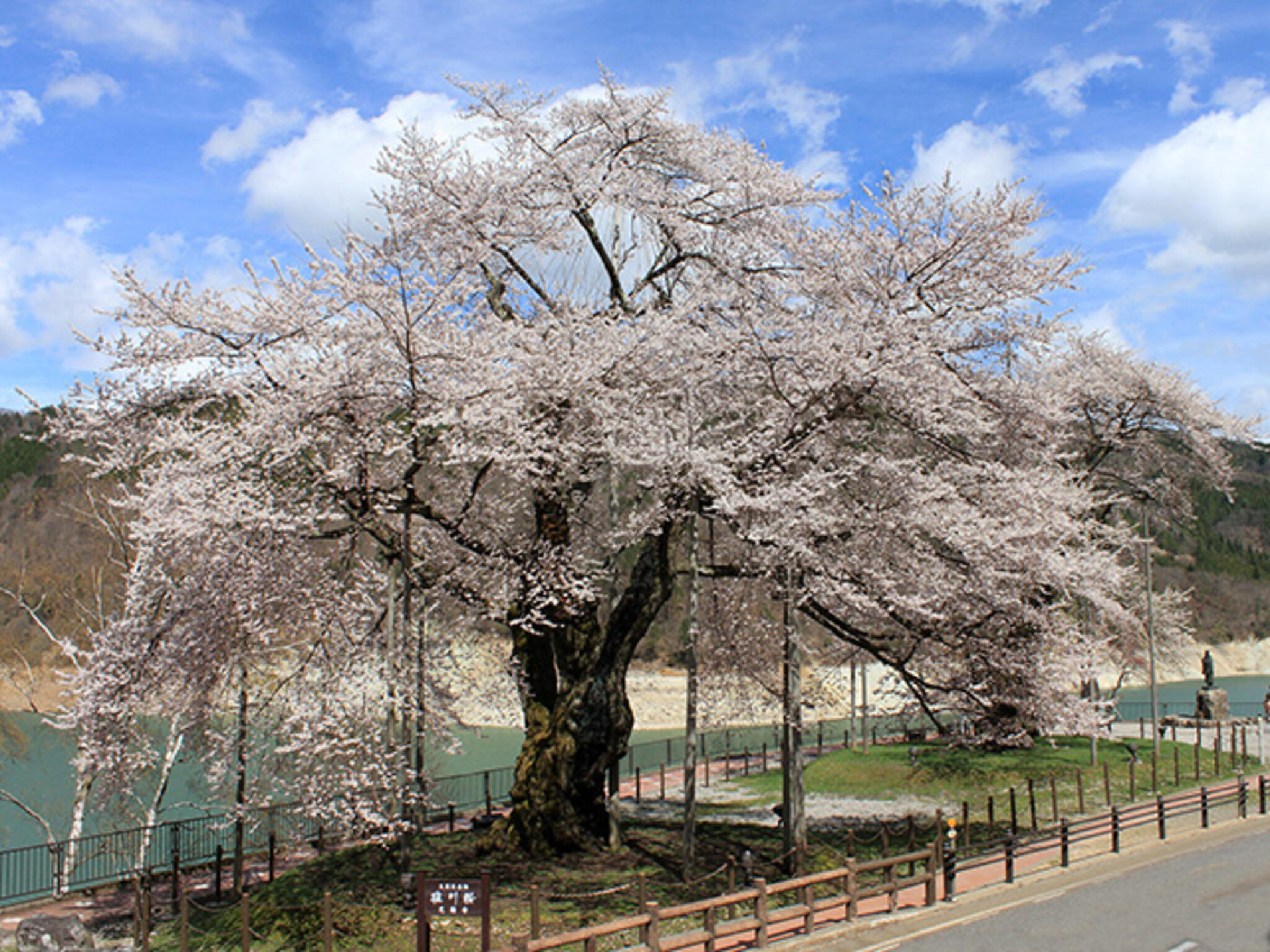 荘川桜の代表写真6