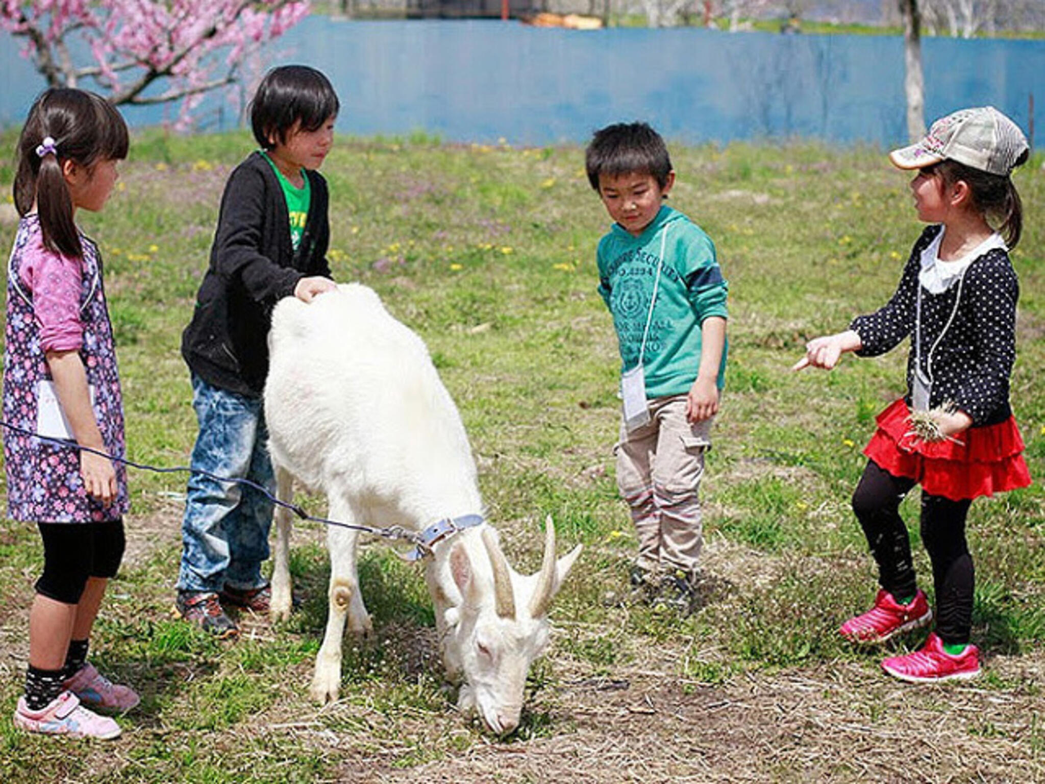 小野ようらん果樹園 安い ペット