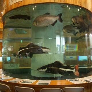 小林市出の山淡水魚水族館の写真9