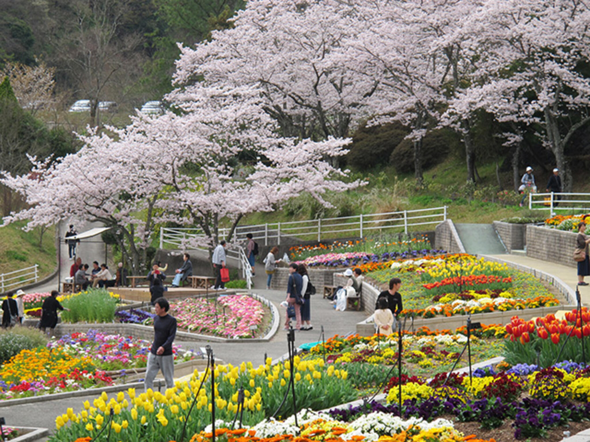 和歌山県植物公園緑花センターの代表写真10