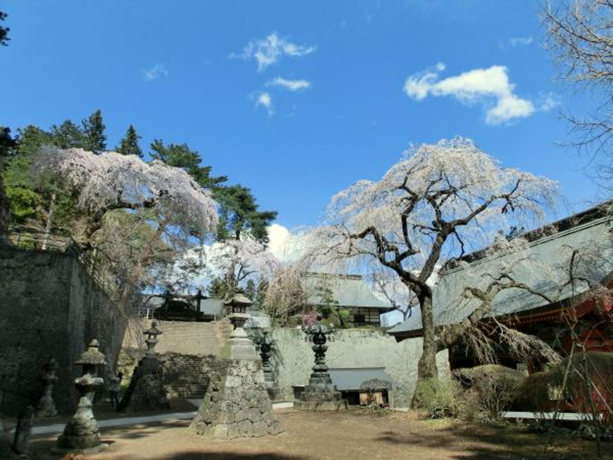 妙義神社しだれ桜の代表写真8