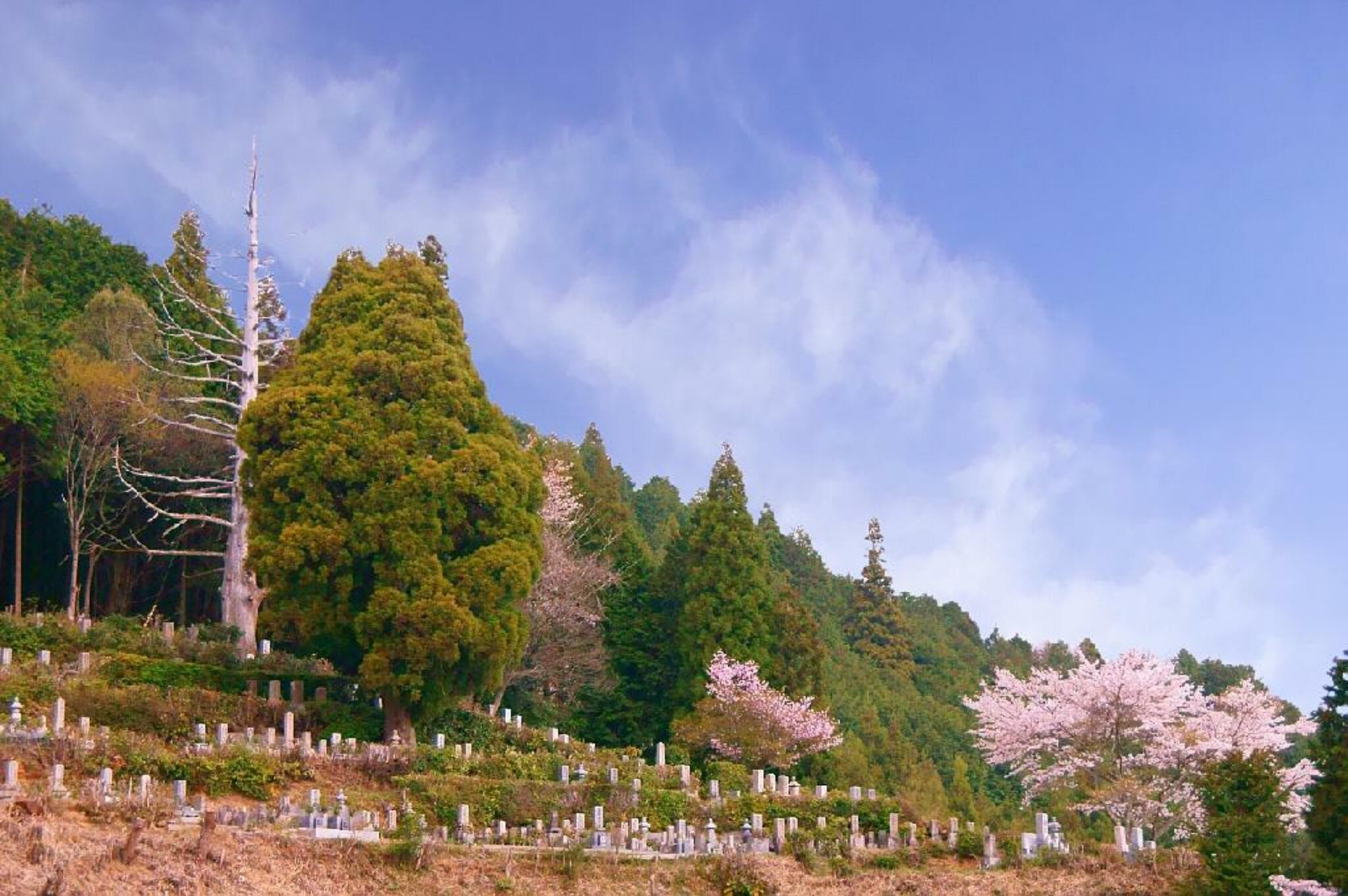 芳徳禅寺の代表写真3
