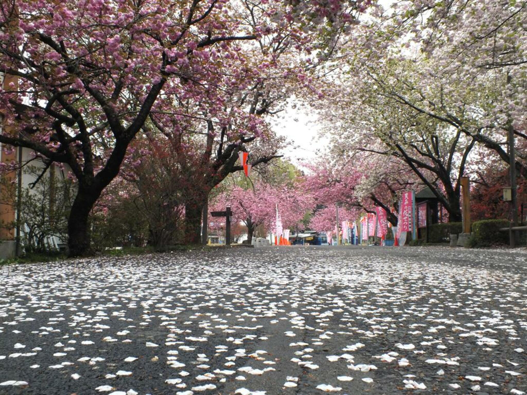 天平の丘公園(八重桜)の代表写真6