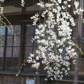 瑞龍寺のしだれ桜の写真13