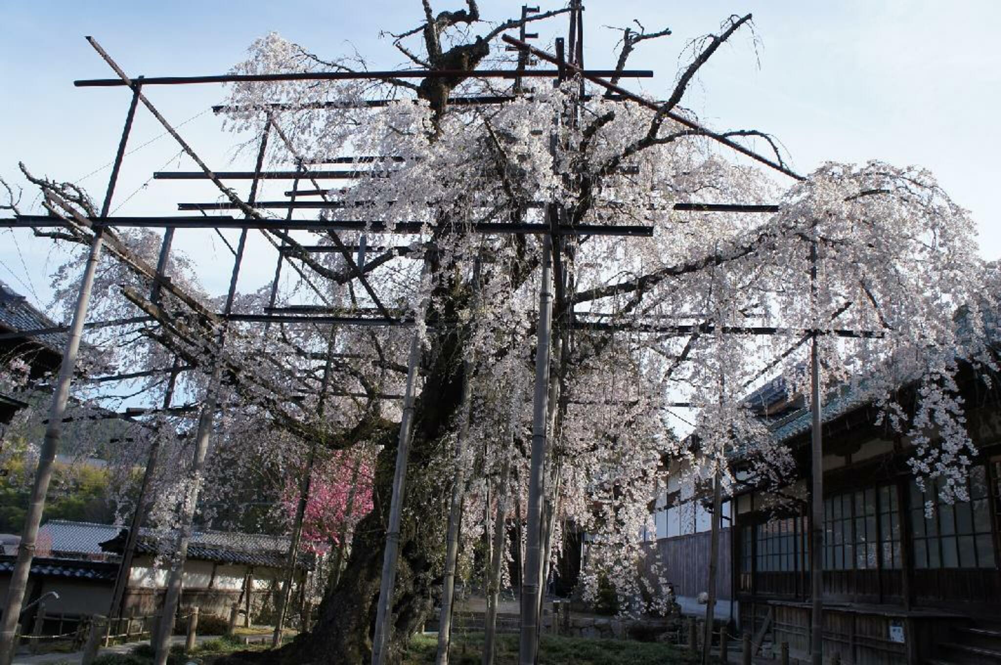 瑞龍寺のしだれ桜の代表写真2