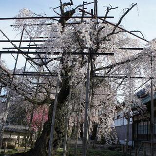 瑞龍寺のしだれ桜の写真2