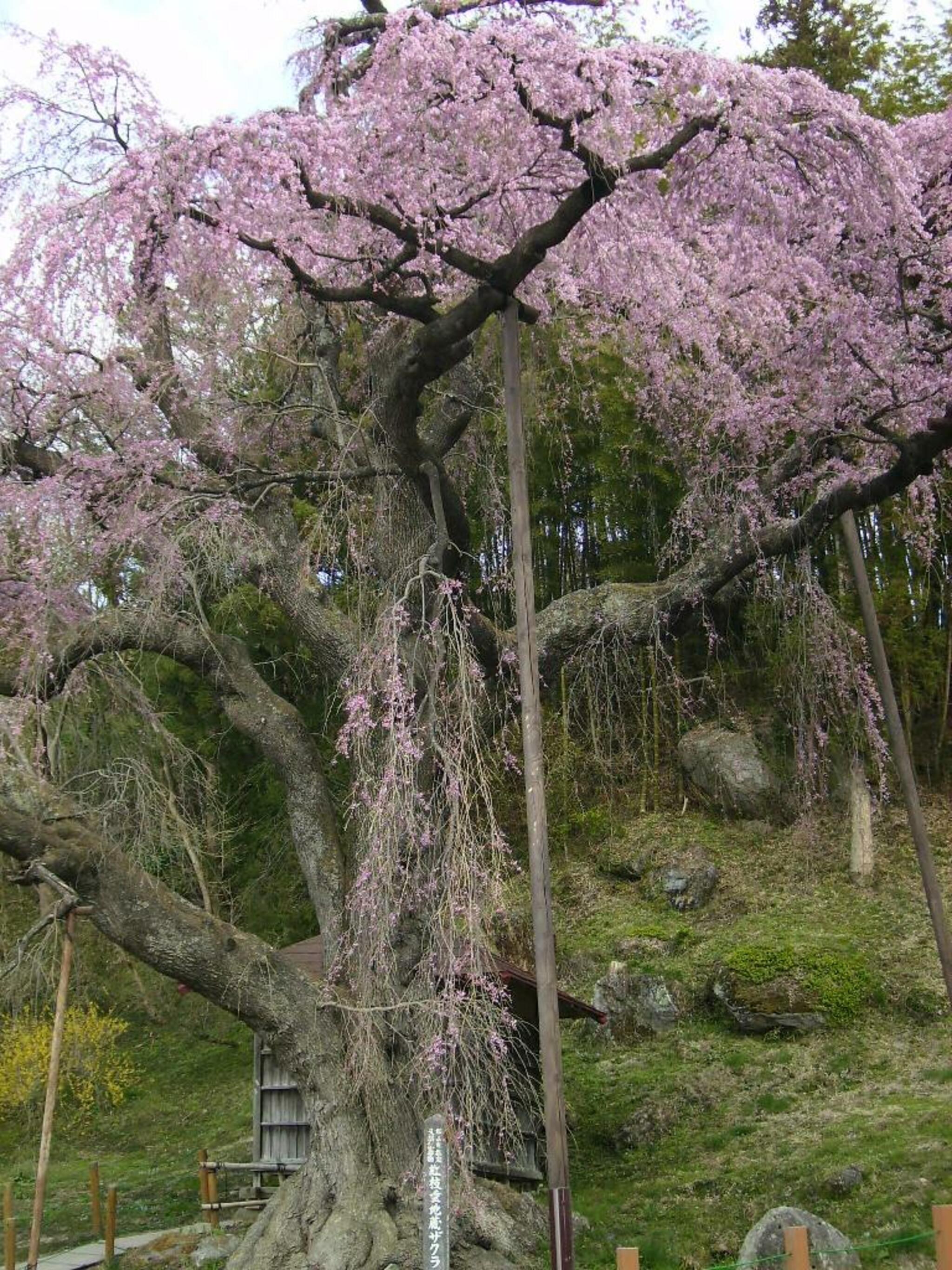 紅枝垂地蔵ザクラの代表写真10