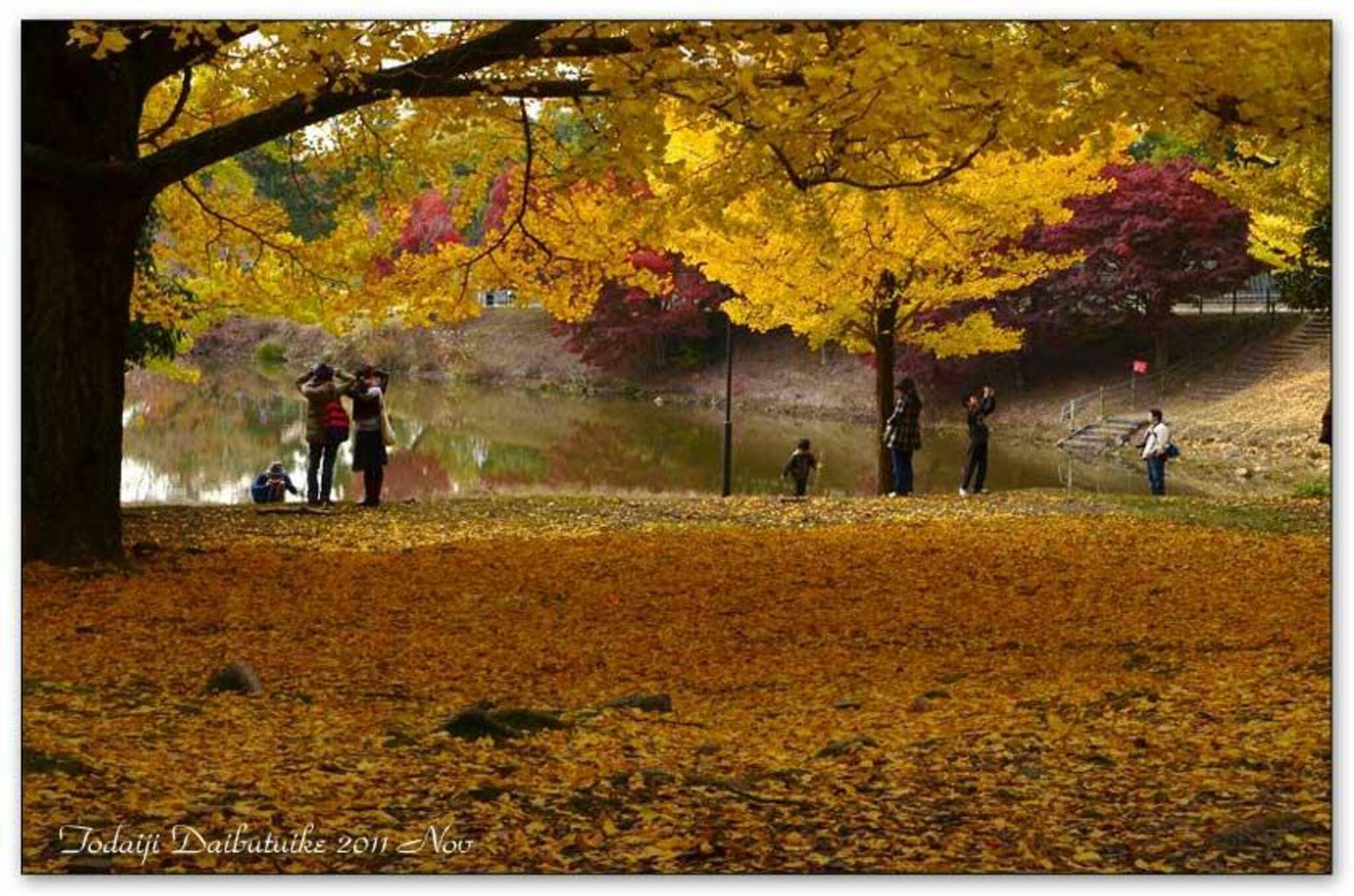 奈良公園の代表写真4