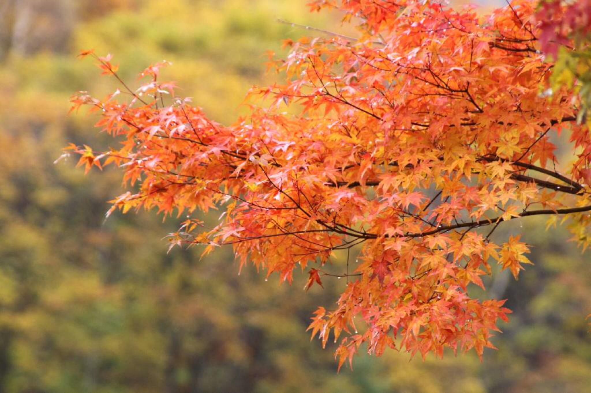 赤沢自然休養林の代表写真4