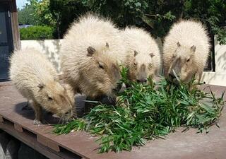 秋田市大森山動物園のクチコミ写真1