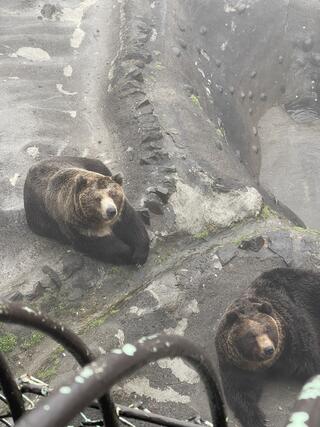 のぼりべつクマ牧場のクチコミ写真1