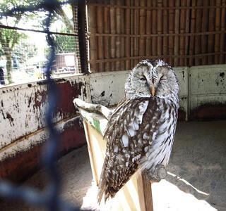 秋田市大森山動物園のクチコミ写真1