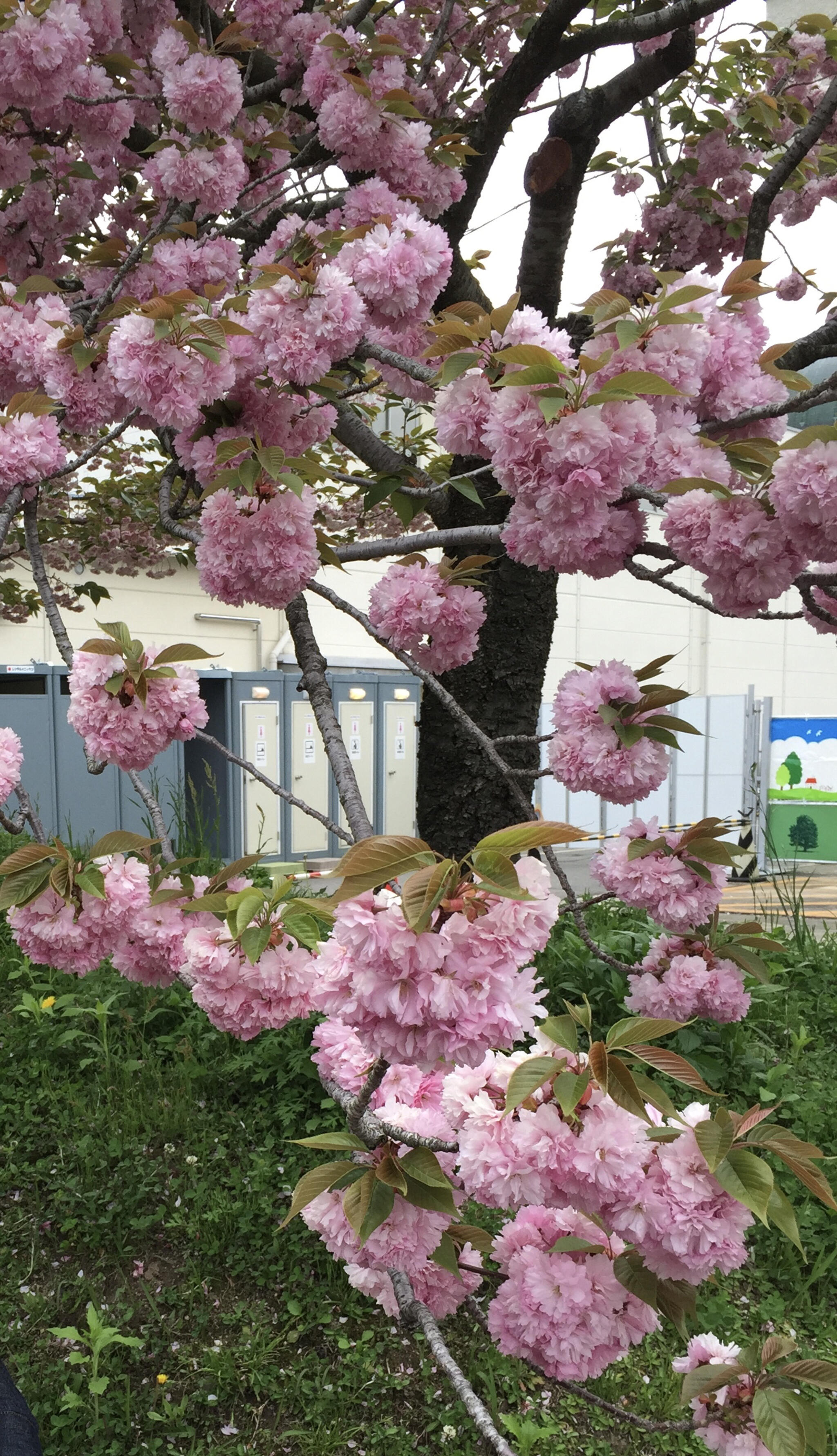 花のまわりみち-八重桜イン広島-の代表写真5
