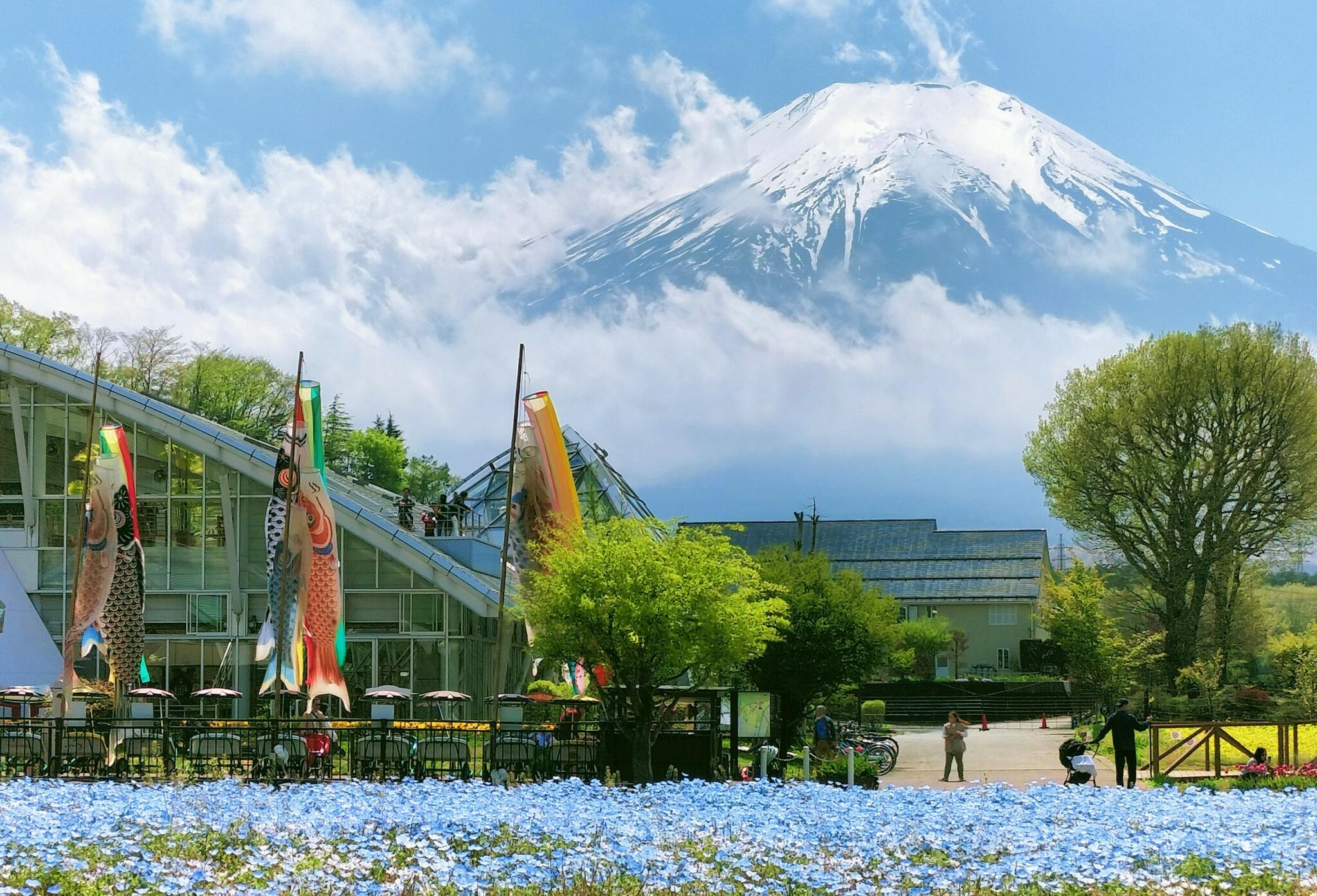 山中湖 花の都公園の代表写真7
